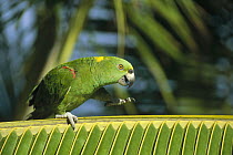 Yellow-naped Parrot (Amazona auropalliata) walking along palm frond, Amazon, Brazil