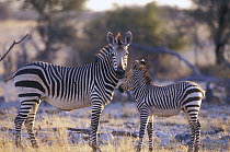 Mountain Zebra (Equus zebra) mother and foal, Namibia
