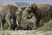 African Elephant (Loxodonta africana) females tending to newborn calf, Kenya