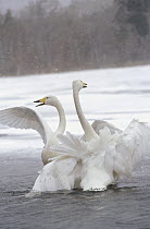 Whooper Swan (Cygnus cygnus) pair wintering, Hokkaido, Japan