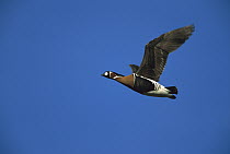 Red-breasted Goose (Branta ruficollis) flying, North America