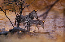 Mountain Zebra (Equus zebra) mother and foal, Etosha National Park, Namibia
