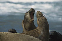 Northern Elephant Seal (Mirounga angustirostris) juvenile males play fighting, North America