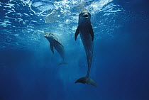 Bottlenose Dolphin (Tursiops truncatus) pair swimming underwater, Honduras