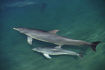Bottlenose Dolphin (Tursiops truncatus) mother and baby swimming just below the surface, Caribbean