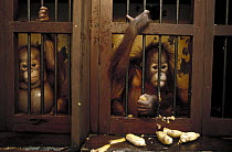 Orangutan (Pongo pygmaeus) baby in rehabilitation center, Borneo