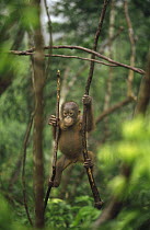 Orangutan (Pongo pygmaeus) juvenile hanging in tree, Tanjung Puting National Park, Borneo