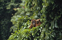 Orangutan (Pongo pygmaeus) in rainforest canopy, Gunung Leuser National Park, Sumatra