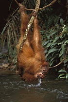 Orangutan (Pongo pygmaeus) drinking from river while hanging upside-down from vine, Gunung Leuser National Park, Sumatra, Indonesia