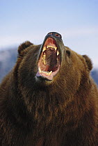 Grizzly Bear (Ursus arctos horribilis) growling, North America