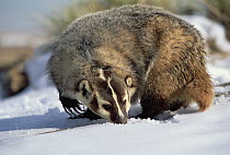 American Badger (Taxidea taxus), Colorado