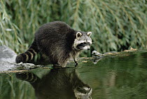 Raccoon (Procyon lotor) at waterhole, Colorado