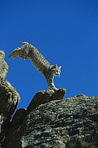 Bobcat (Lynx rufus) leaping onto rocks, North America