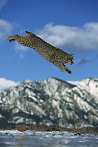 Bobcat (Lynx rufus) leaping onto ground, North America