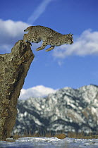 Bobcat (Lynx rufus) leaping from rocks, North America