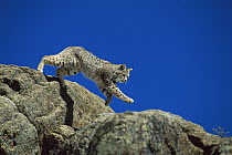 Bobcat (Lynx rufus) leaping down rocks, North America