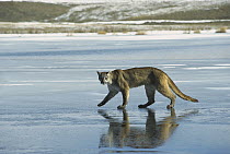 Mountain Lion (Puma concolor) walking on frozen lake, North America