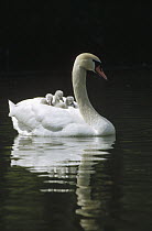 Mute Swan (Cygnus olor) with three chicks riding on her back, Germany