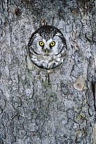 Boreal Owl (Aegolius funereus) in nest cavity, Sweden