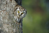 Boreal Owl (Aegolius funereus) in nest cavity, Sweden