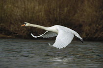 Mute Swan (Cygnus olor) flying, Germany