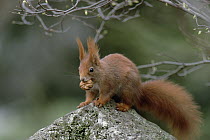 Eurasian Red Squirrel (Sciurus vulgaris) with acorn, Germany