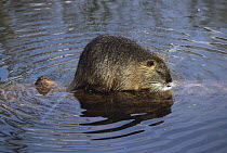 Nutria (Myocastor coypus) standing on log in shallow water, South America