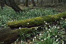 Spring Snowflake (Leucojum vernum) in deciduous forest, Germany