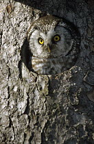 Boreal Owl (Aegolius funereus) peaking through hole in tree, Sweden