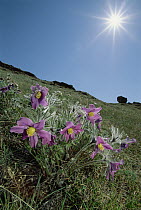 Pasque Flower (Pulsatilla sp) on hillside beneath shining sun, Barakchin Island, Lake Baikal, Russia