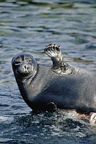 Baikal Seal (Phoca sibirica) resting on rock with flipper raised, Zabaikalsky National Park, Ushkany Islands, Lake Baikal, Russia