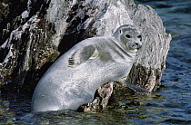 Baikal Seal (Phoca sibirica) resting on rock, Zabaikalsky National Park, Ushkany Islands, Lake Baikal, Russia