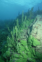Sponge (Lubomirskia baicalensis) growing on rocky lake bed, Lake Baikal, Russia