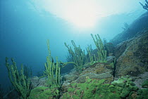Sponge (Lubomirskia baicalensis) underwater, Lake Baikal, Russia