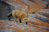 Red Fox (Vulpes vulpes) on rocks with orange lichen, Churchill, Manitoba, Canada