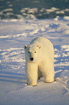 Polar Bear (Ursus maritimus) adult portrait, Churchill, Manitoba, Canada