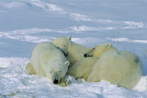 Polar Bear (Ursus maritimus) mother with two cubs sleeping in the snow, Churchill, Manitoba, Canada
