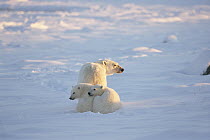 Polar Bear (Ursus maritimus) mother with two cubs, Churchill, Manitoba, Canada