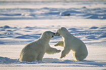 Polar Bear (Ursus maritimus) males fighting, Hudson Bay, Canada