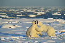 Polar Bear (Ursus maritimus) males fighting, Hudson Bay, Canada