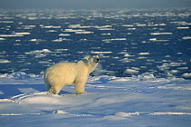 Polar Bear (Ursus maritimus) on ice field, Churchill, Manitoba, Canada