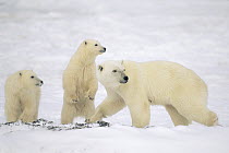 Polar Bear (Ursus maritimus) mother with two cubs, Churchill, Manitoba, Canada