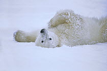 Polar Bear (Ursus maritimus) rolling in snow, Hudson Bay, Canada
