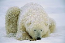 Polar Bear (Ursus maritimus) sleeping in the snow, Hudson Bay, Canada