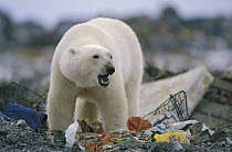 Polar Bear (Ursus maritimus) scavenging in garbage dump, Churchill, Manitoba, Canada
