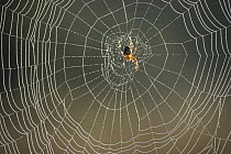 Spider and web covered with dew, Germany