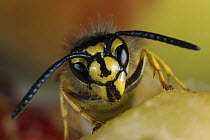 Yellowjacket (Paravespula vulgaris) wasp feeding on fruit, Germany