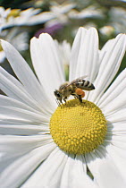 Honey Bee (Apis mellifera) collecting pollen from daisy, note pollen baskets on hind legs, Germany