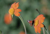 Peacock Butterfly (Inachis io) feeding on flower, Germany