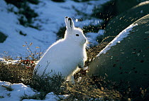 Arctic Hare (Lepus arcticus) portrait, Canada